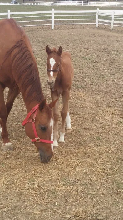 Midwest Equine & Vet Hospital Picture 2