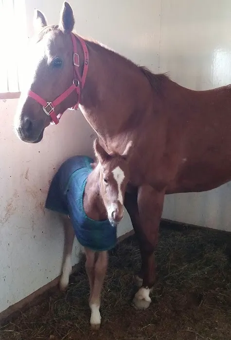Midwest Equine & Vet Hospital Picture 1