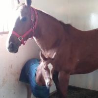 Midwest Equine & Vet Hospital ico