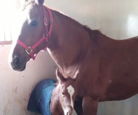Midwest Equine & Vet Hospital