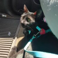 Spring Mill Veterinary Service ico