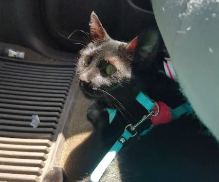 Spring Mill Veterinary Service