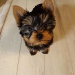 Burch Veterinary Clinic