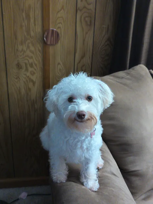 Wallace Veterinary Clinic Picture 4