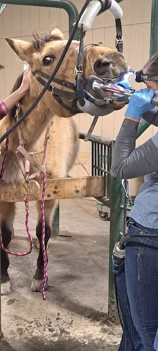 Regional Veterinary Services Picture 2