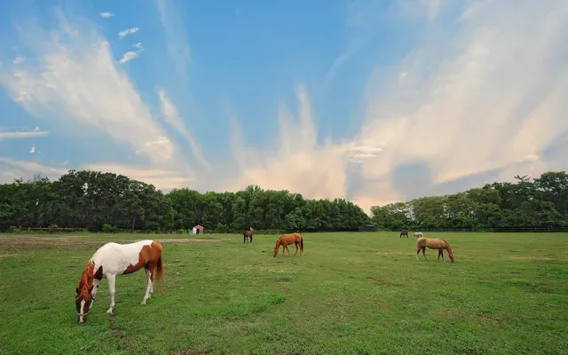 Regional Veterinary Services Picture 6