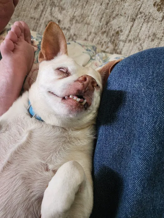 Animal Medical Center of Dubois Picture 4