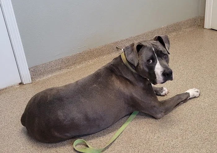 Animal Medical Center of Dubois Picture 6