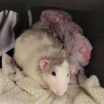 Hillview Veterinary Clinic