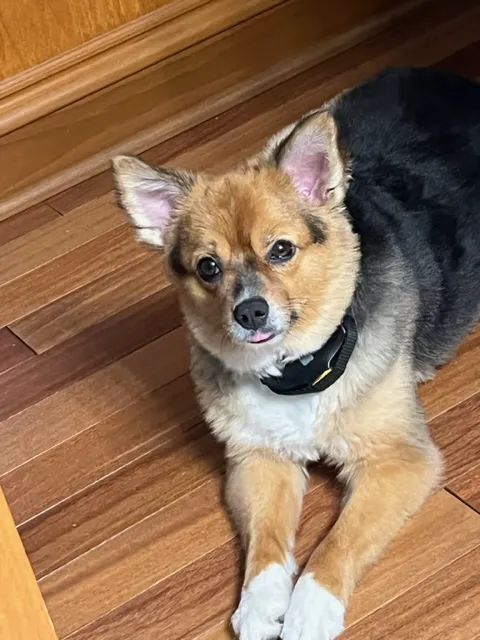 Shelton Veterinary Care Picture 1