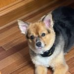 Shelton Veterinary Care