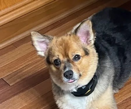 Shelton Veterinary Care