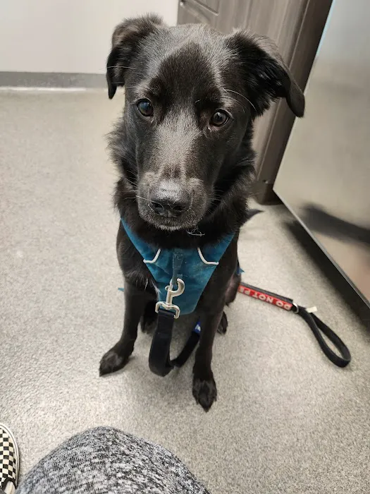 Shelton Veterinary Care Picture 7
