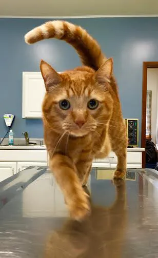 Shelton Veterinary Care Picture 6