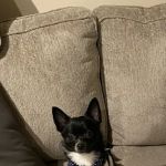 Kingen Veterinary Clinic