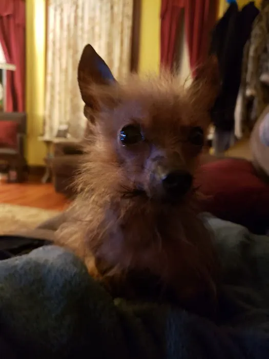 Complimentary Veterinary Care Picture 7