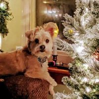Complimentary Veterinary Care ico