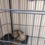 Veterinary Medical Center of Independence