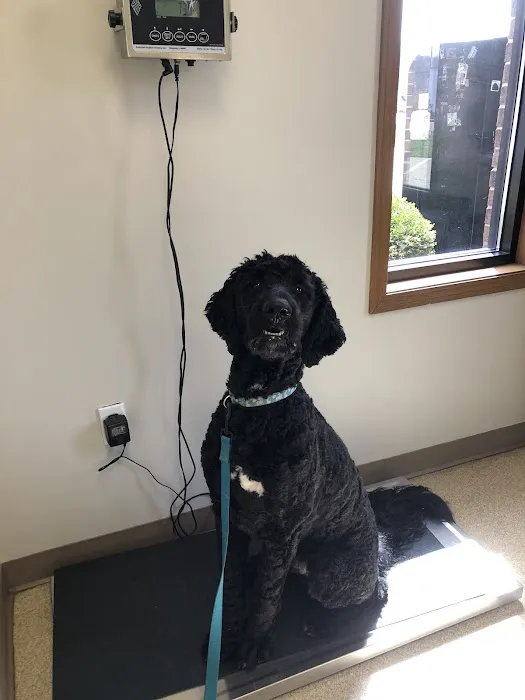 Veterinary Medical Center of Independence Picture 2
