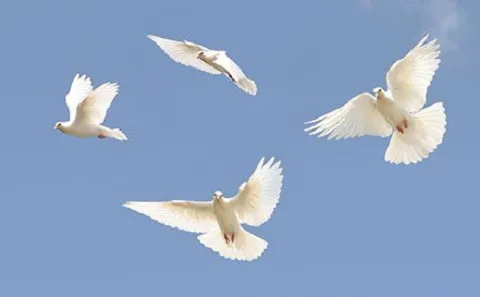 A Sign Of Peace White Dove Releases Picture 9