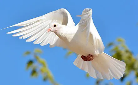 A Sign Of Peace White Dove Releases Picture 3