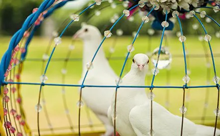 A Sign Of Peace White Dove Releases Picture 5