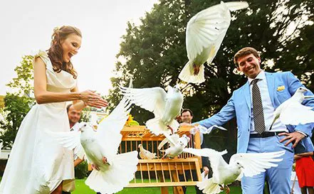 A Sign Of Peace White Dove Releases Picture 7
