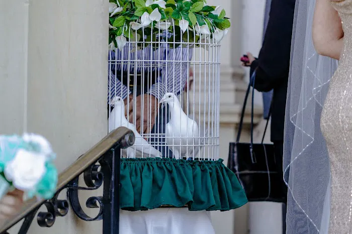A Sign Of Peace White Dove Releases Picture 8
