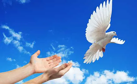 A Sign Of Peace White Dove Releases Picture 1