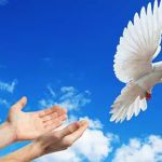 A Sign Of Peace White Dove Releases