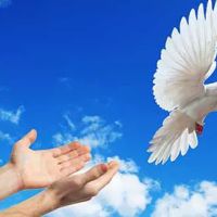 A Sign Of Peace White Dove Releases ico
