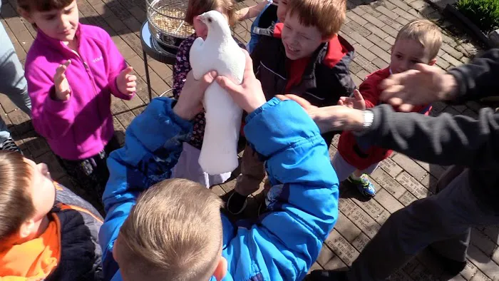 A Sign Of Peace White Dove Releases Picture 2