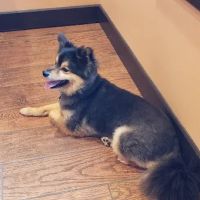 Florence Veterinary Hospital ico