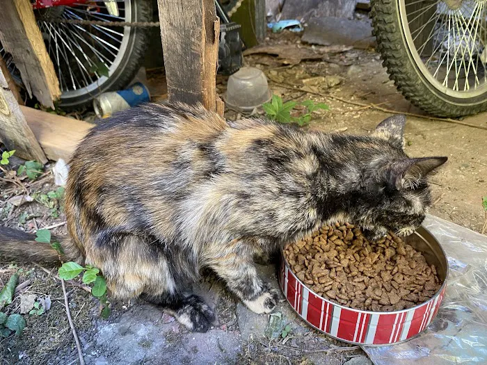 Florence Veterinary Hospital Picture 8