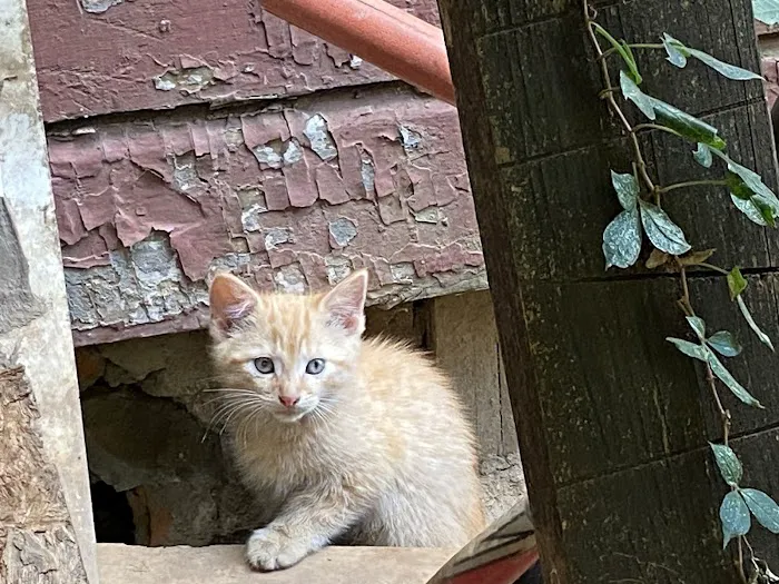 Florence Veterinary Hospital Picture 7