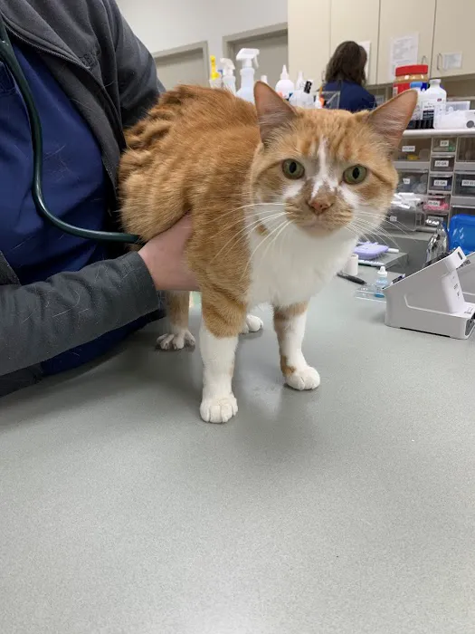 Heekin Animal Hospital Picture 6
