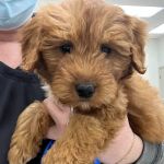 Heekin Animal Hospital