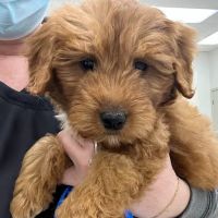 Heekin Animal Hospital ico