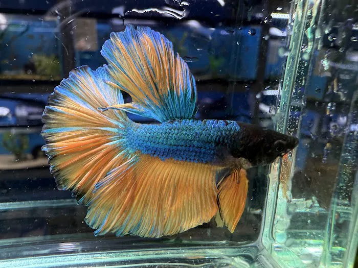 Discover Aquatics Shop Picture 2