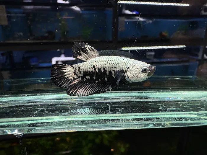 Discover Aquatics Shop Picture 1