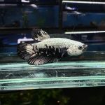 Discover Aquatics Shop