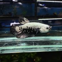 Discover Aquatics Shop ico