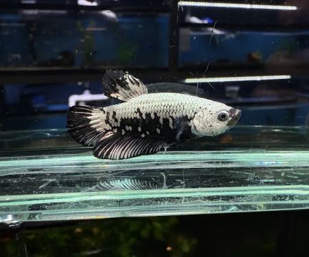 Discover Aquatics Shop