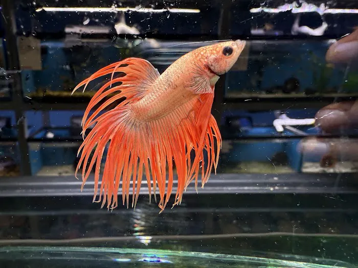 Discover Aquatics Shop Picture 8