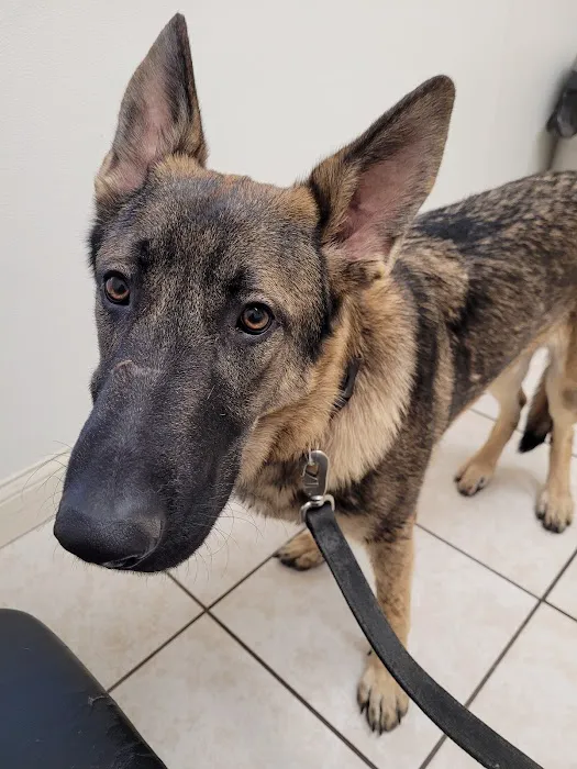 Greater Cincinnati Veterinary Specialists and Emergency Services Picture 7