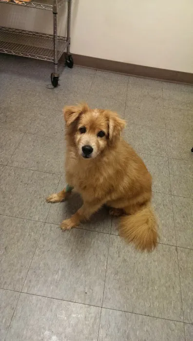 Greater Cincinnati Veterinary Specialists and Emergency Services Picture 6
