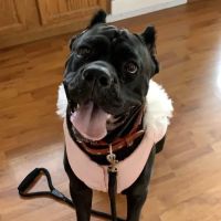 Greater Cincinnati Veterinary Specialists and Emergency Services ico