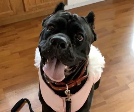 Greater Cincinnati Veterinary Specialists and Emergency Services