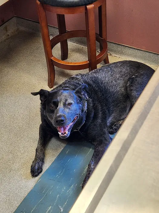 Huesing Veterinary Clinic Picture 7