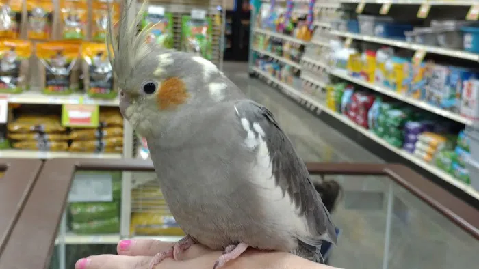 Petland Florence Picture 5